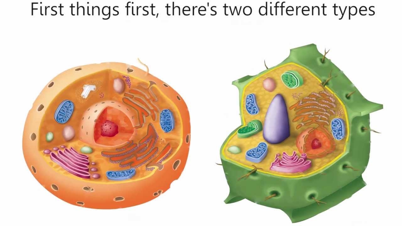 1 1 Cell Structure Cells As The Basic Units Of Life Siyavula