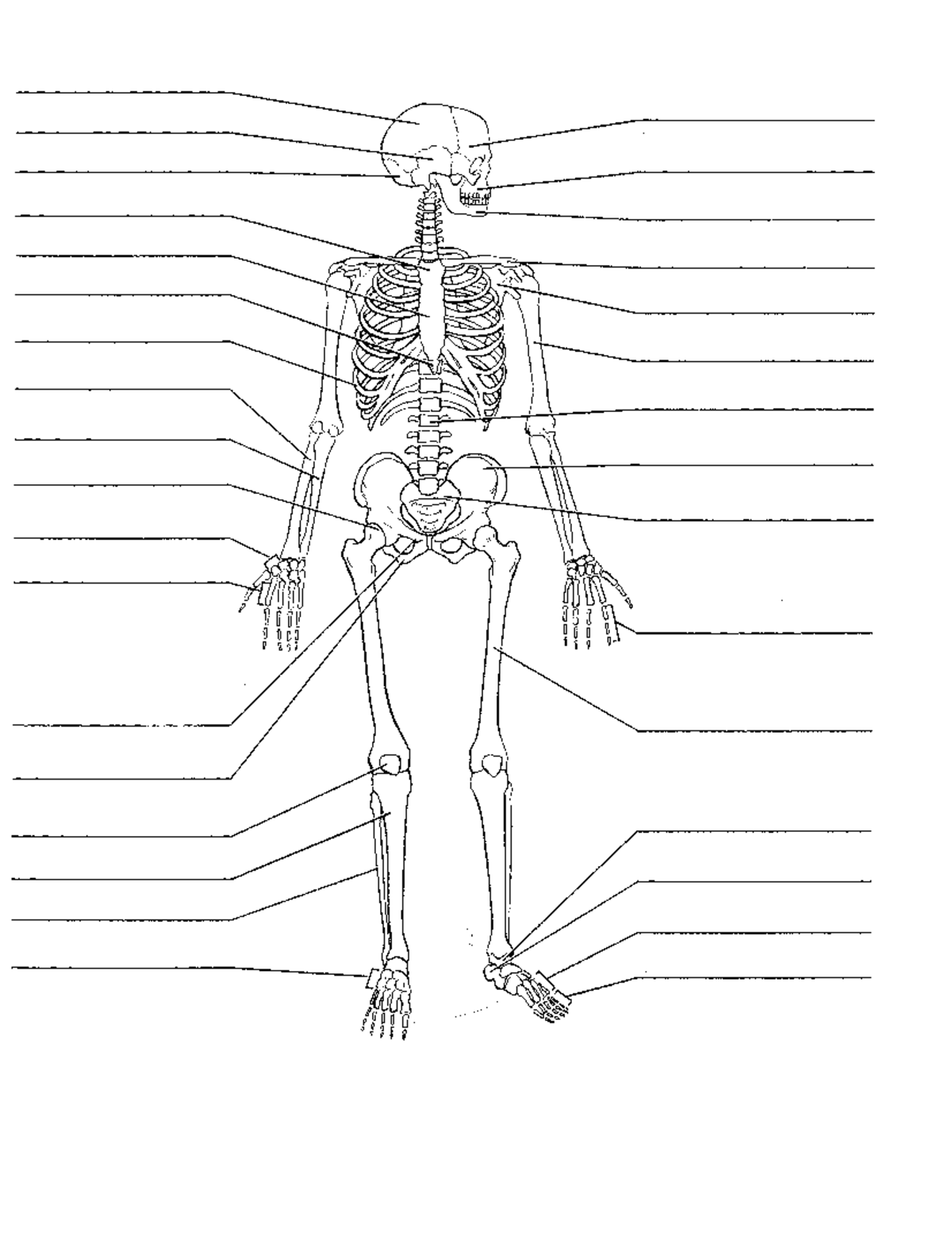 14 Skeletal System Diagrams Unlabelled Key 1 Carotid Canal 2 Coronal Suture 3 Ethmoid Bone Studocu