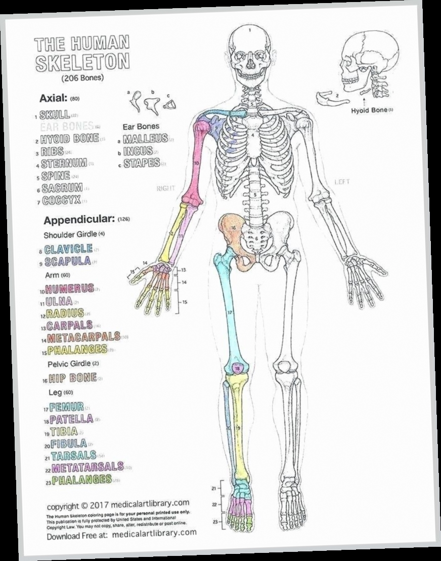 206 Bones Of The Body Pdf Download X