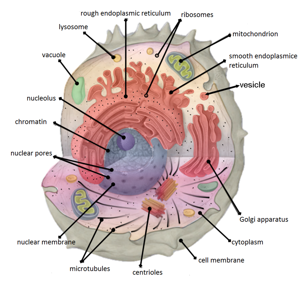 Animal Cell With Organelles Labeled