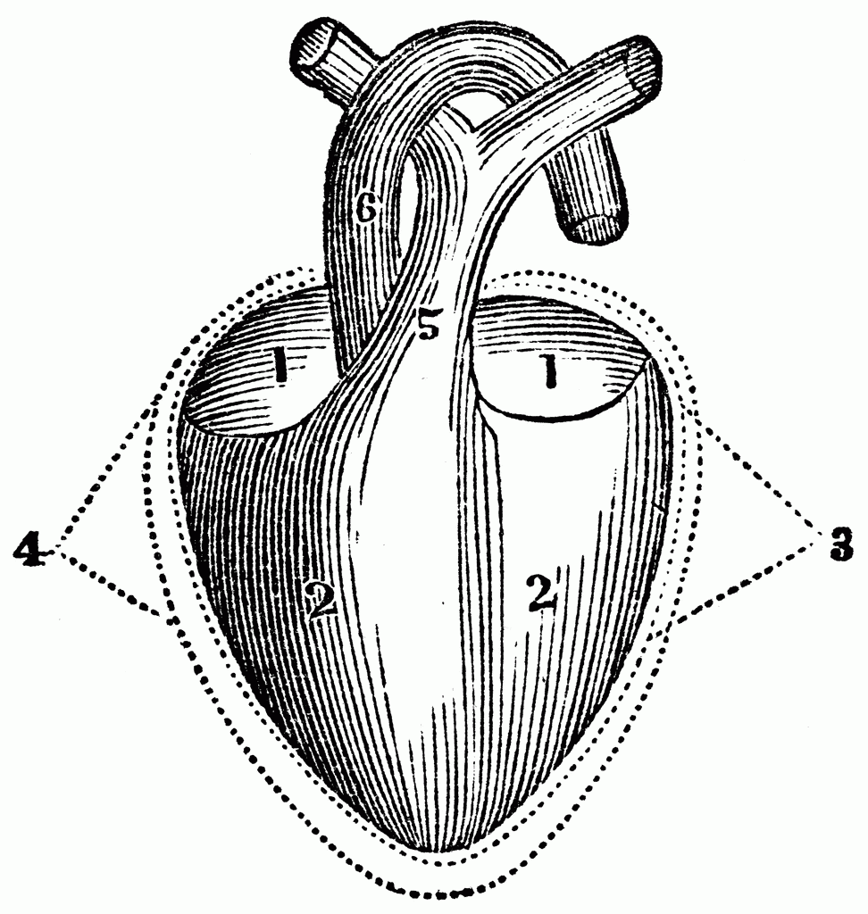 Black And White Heart Diagram Without Labels