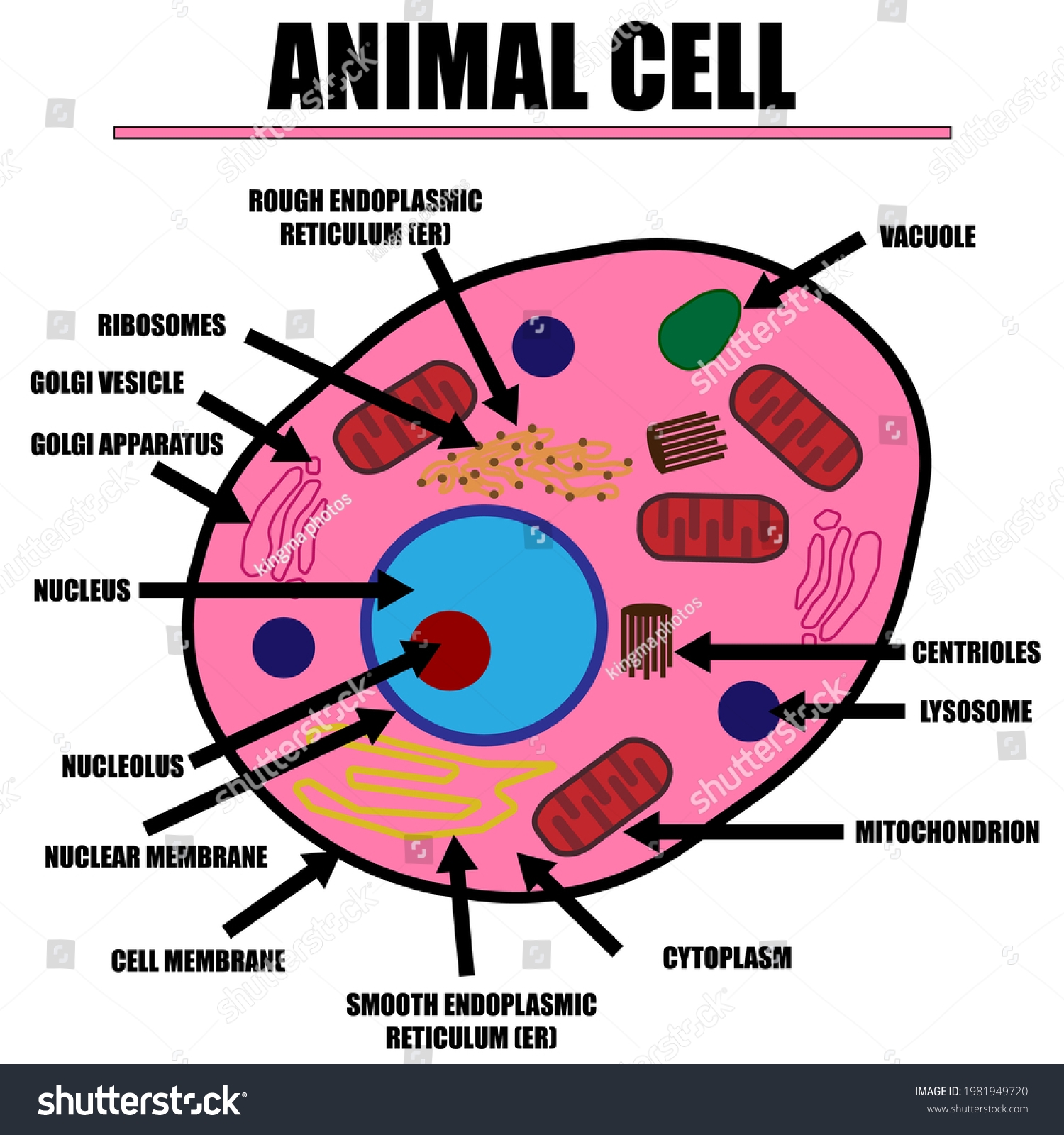 Animal Cell Color Diagram Organelles Inside Stock Vector Royalty Free 1981949720 Shutterstock