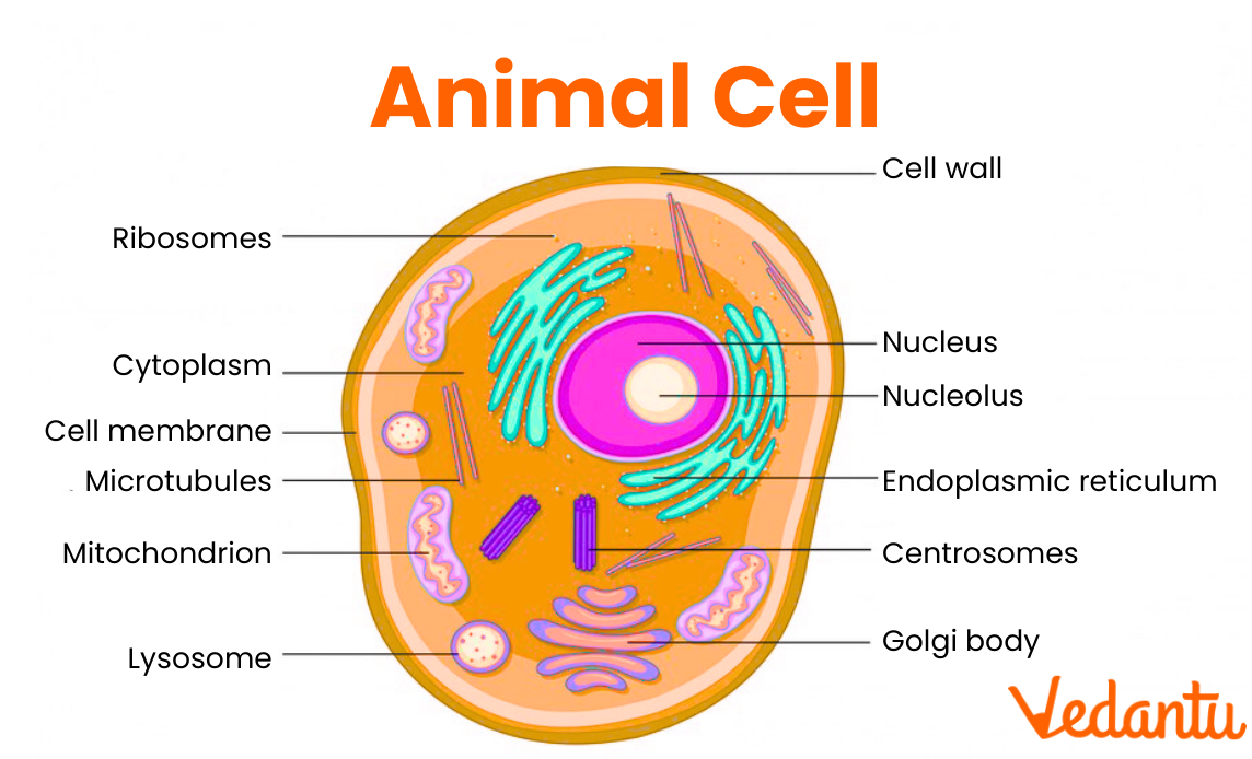 Animal Cell Definition Structure Function Diagram And Types
