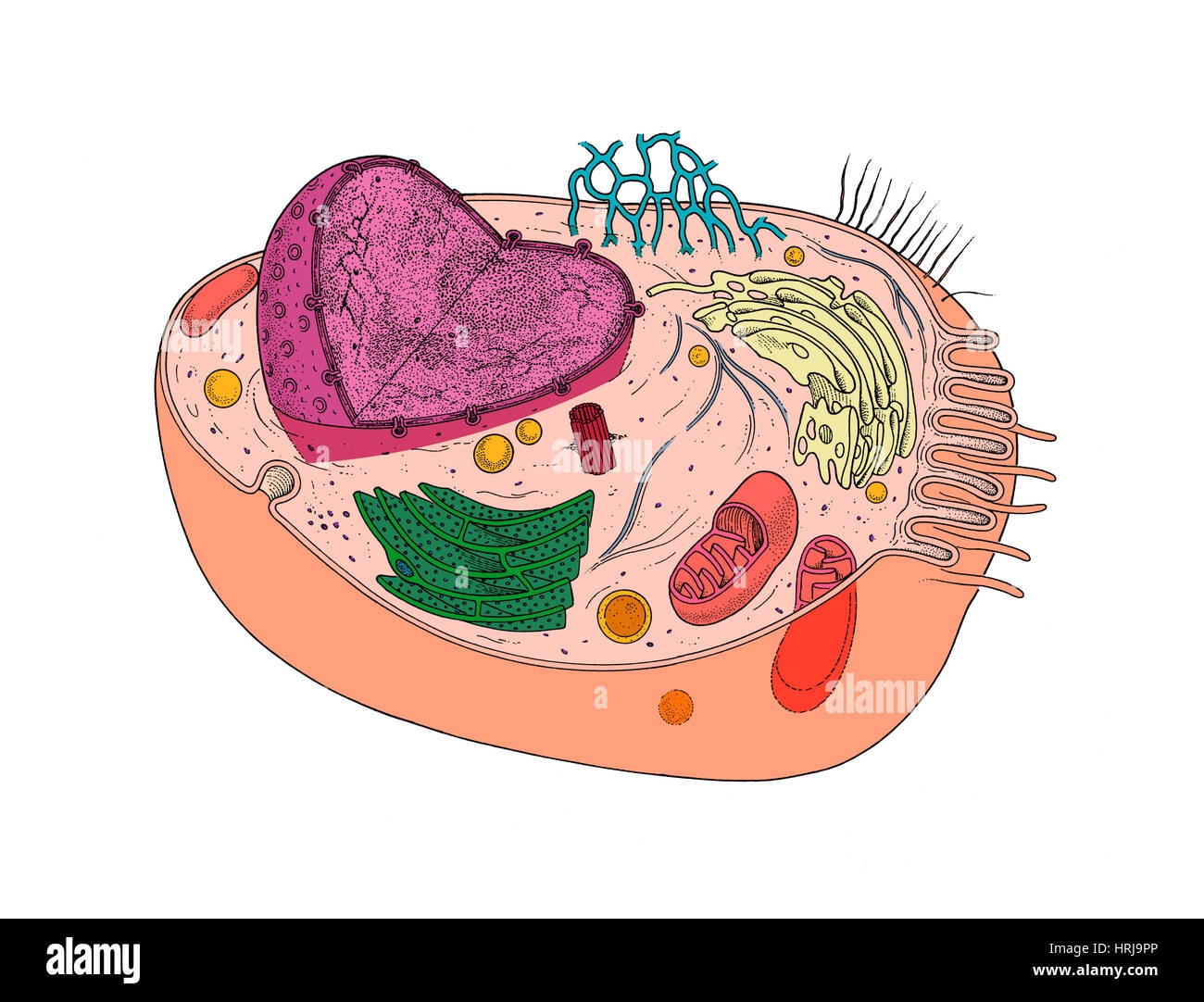 Animal Cell Diagram Cut Out Stock Images Pictures Alamy