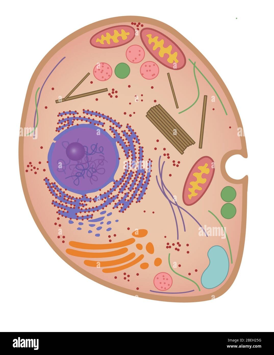 Animal Cell Diagram Cut Out Stock Images Pictures Alamy
