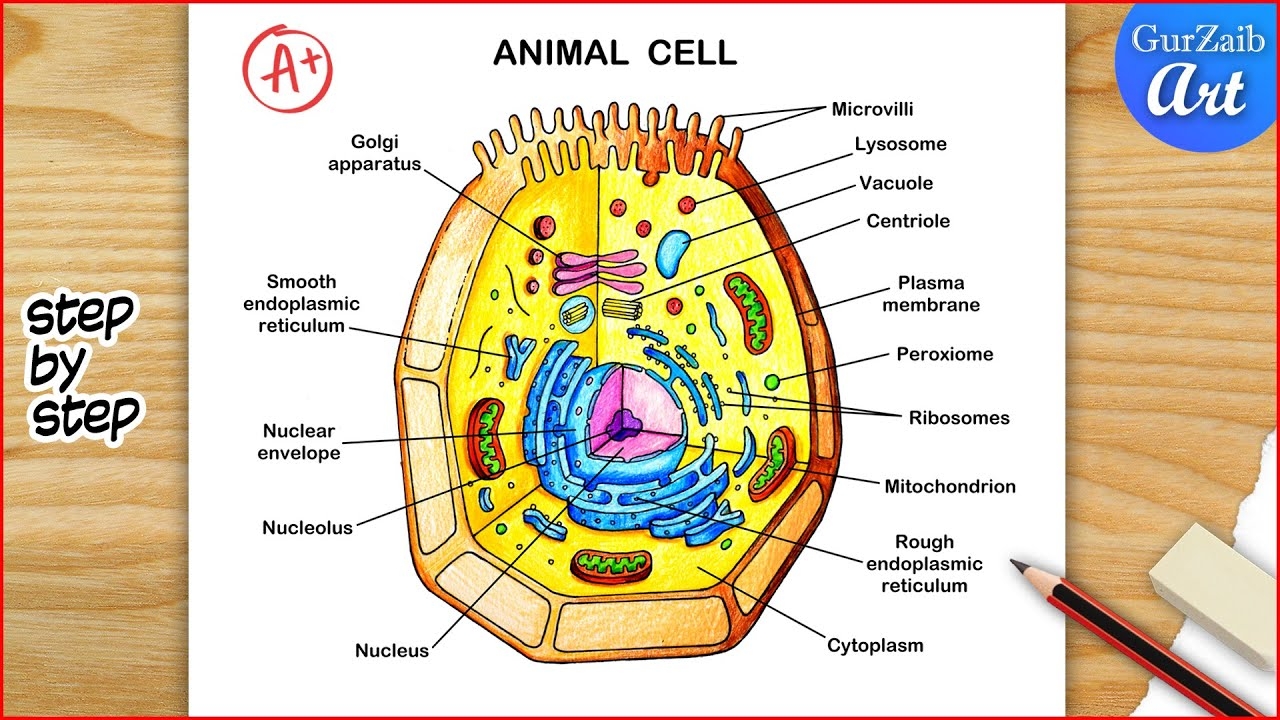 Animal Cell Diagram Drawing Animal Cell Structure Labelled Step By Step YouTube
