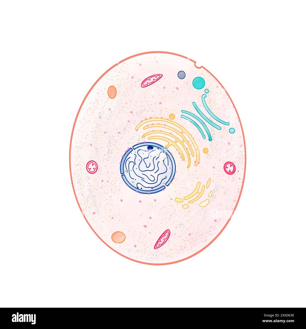 Animal Cell Diagram Hi res Stock Photography And Images Alamy
