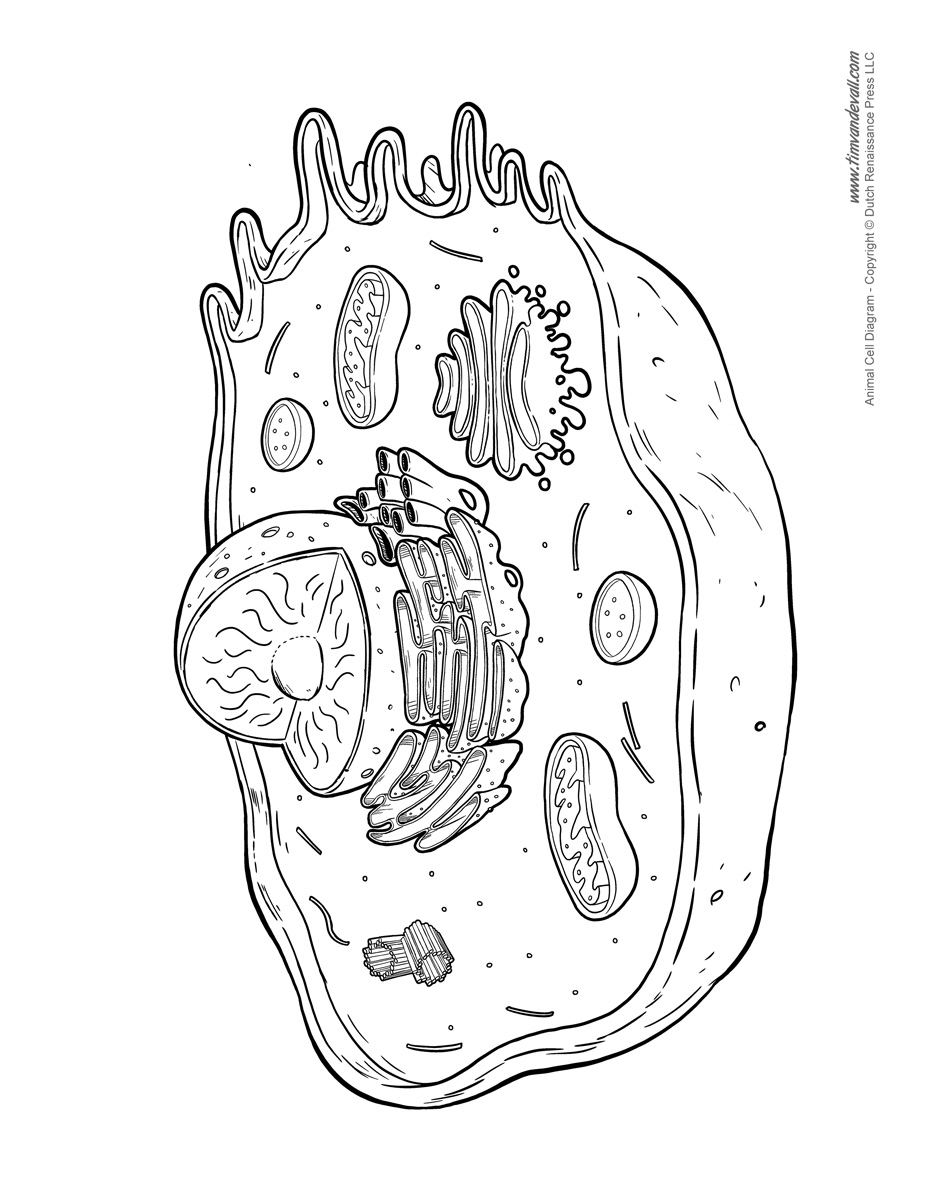 Animal cell diagram not labeled Tim s Printables