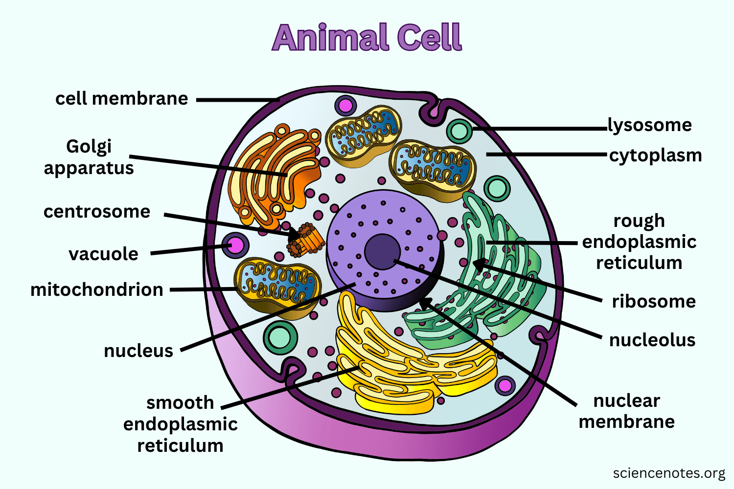 Label The Animal Cell Worksheet