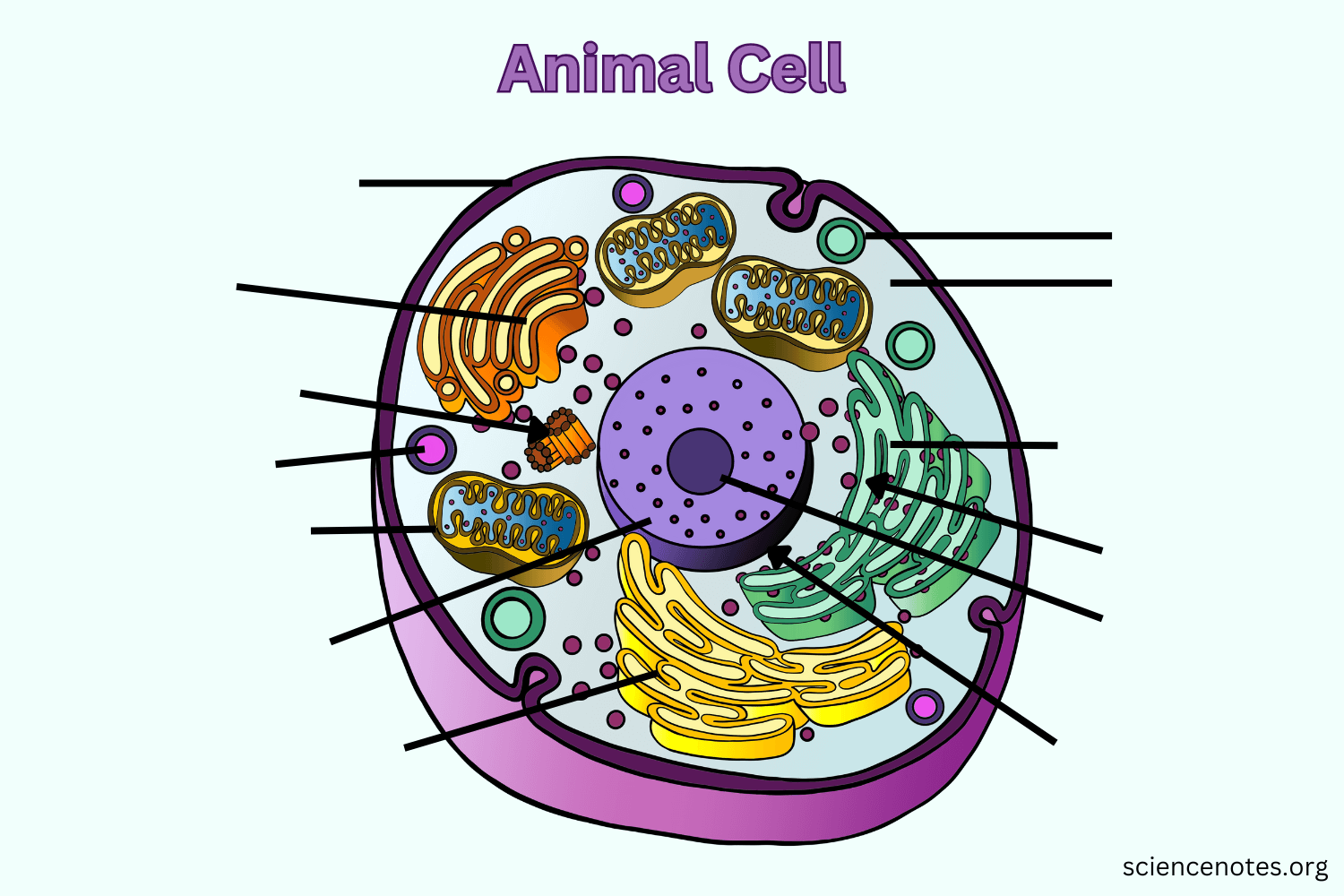 Animal Cell Diagram Not Labelled