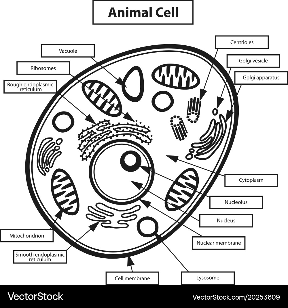 Animal Cell Diagram Royalty Free Vector Image VectorStock