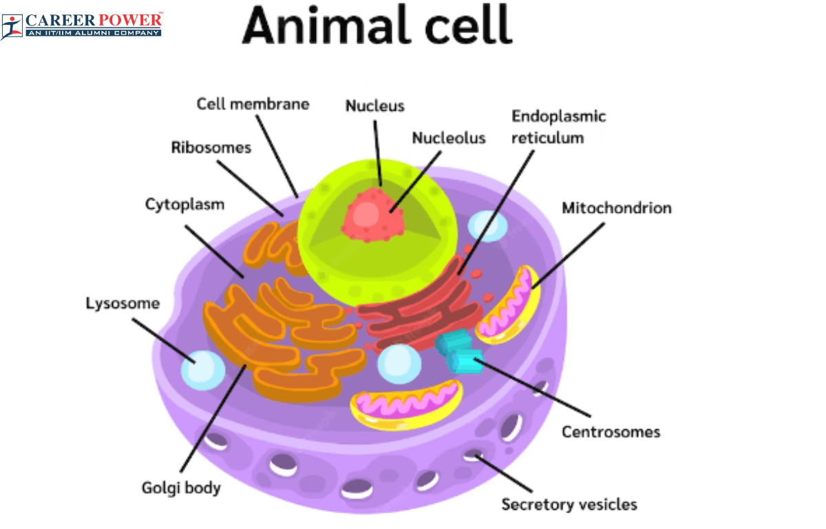 Animal Cell Picture And Parts
