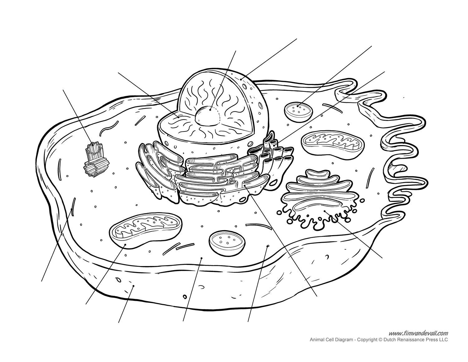 Animal cell diagram unlabeled Tim s Printables