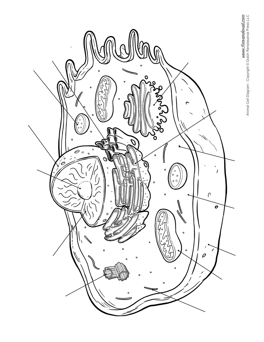 Animal cell diagram unlabled Tim s Printables