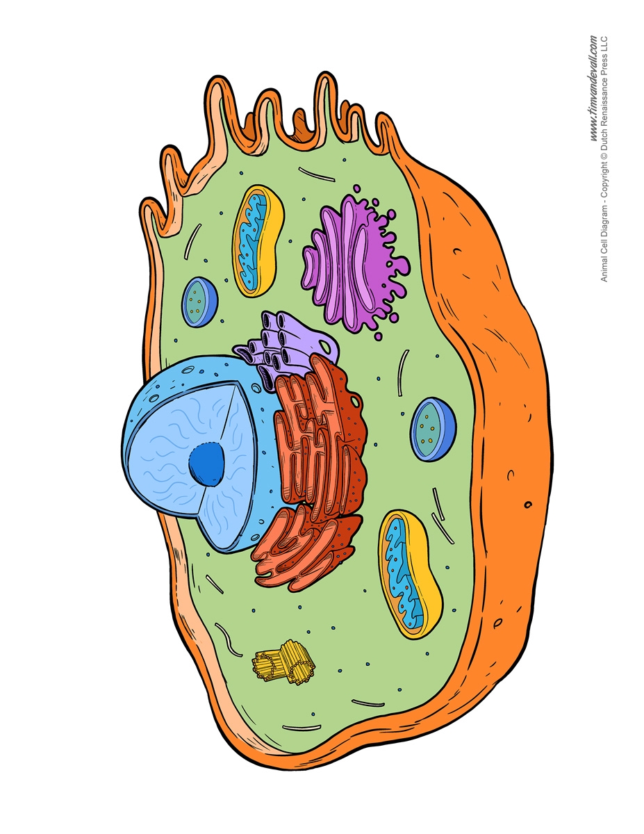 Animal cell diagram worksheet Tim s Printables