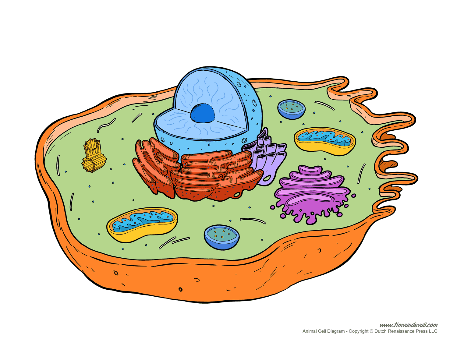 Blank Diagram Of An Animal Cell