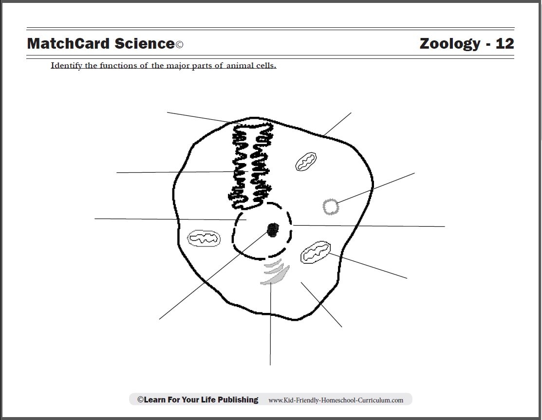Parts Of The Animal Cell Worksheet