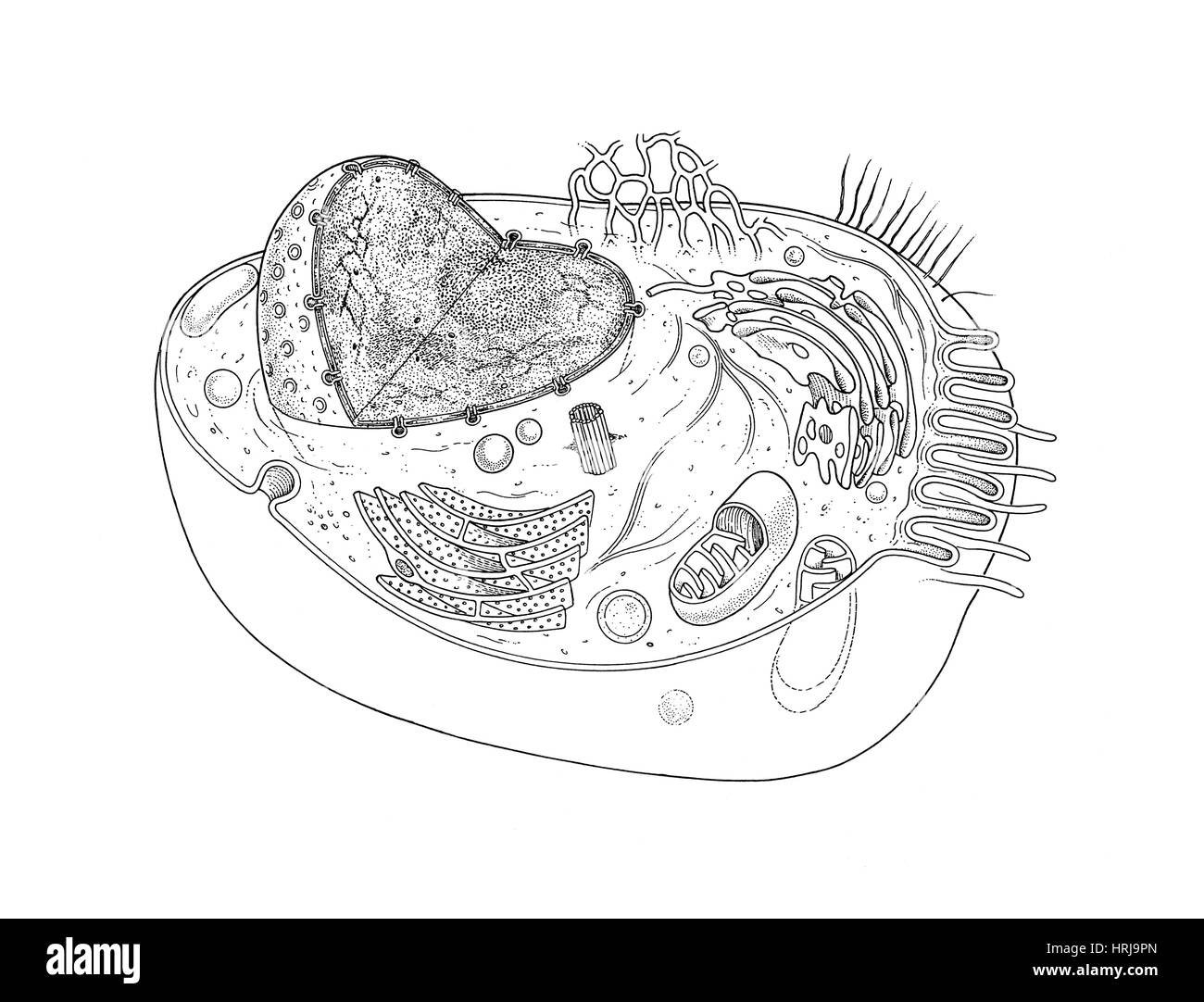 Animal Cell Drawing Black And White Stock Photos Images Alamy
