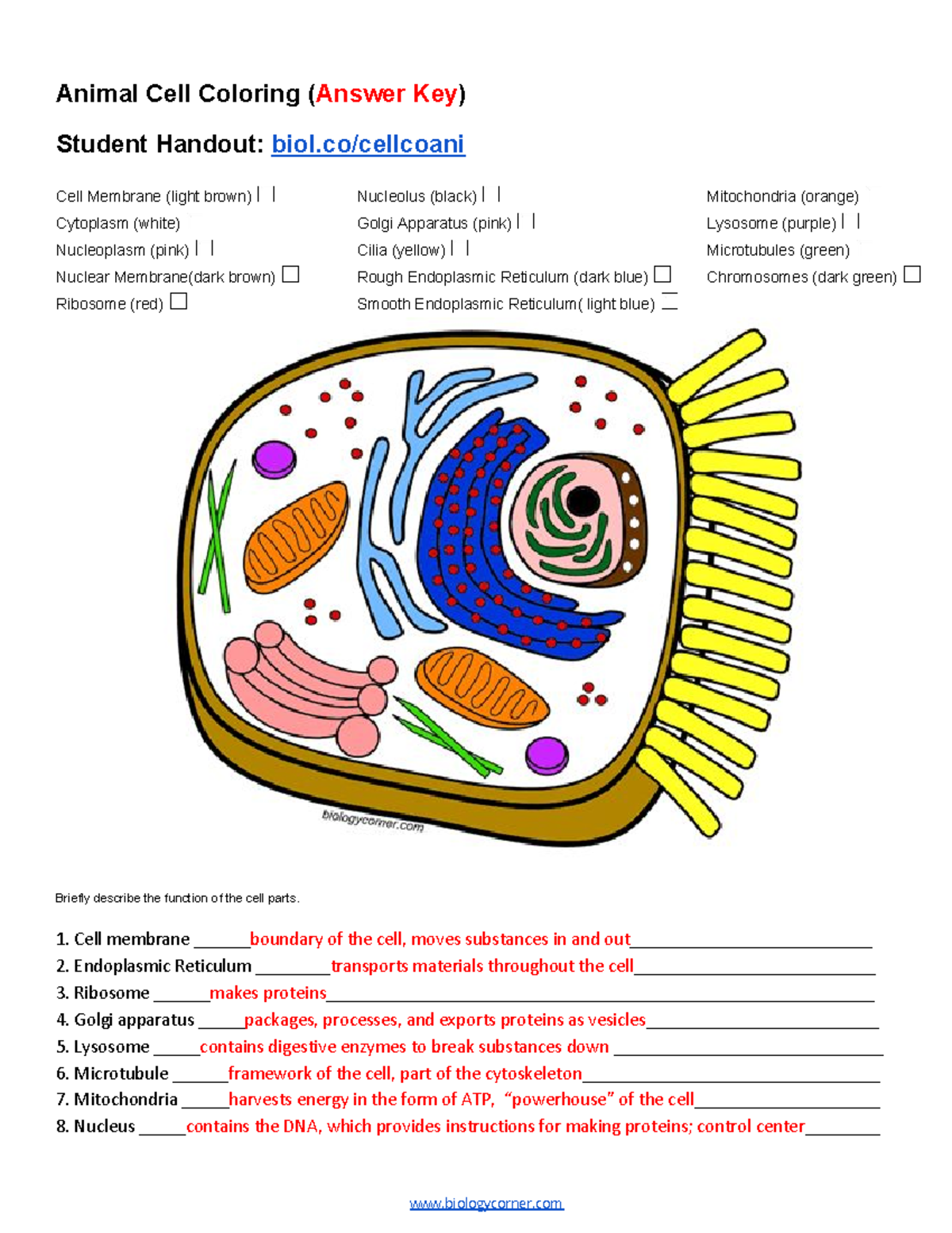 Animal Cell Functions Animal Cell Coloring Answer Key Student Handout Biol cellcoani Cell Studocu