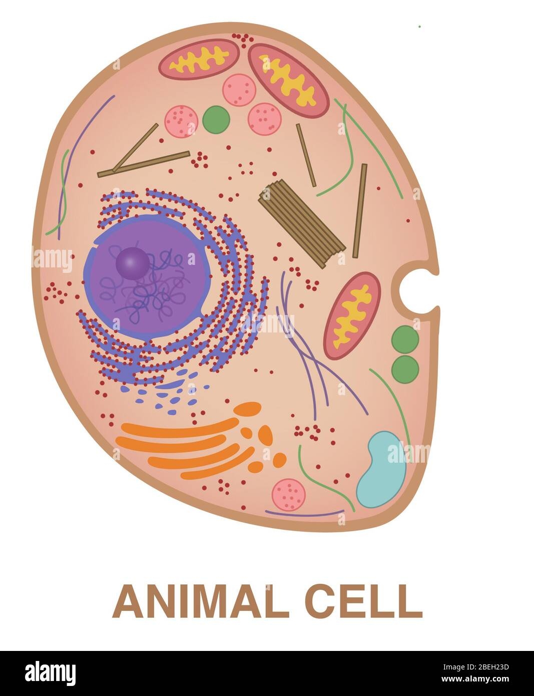 Unlabeled Diagram Of An Animal Cell