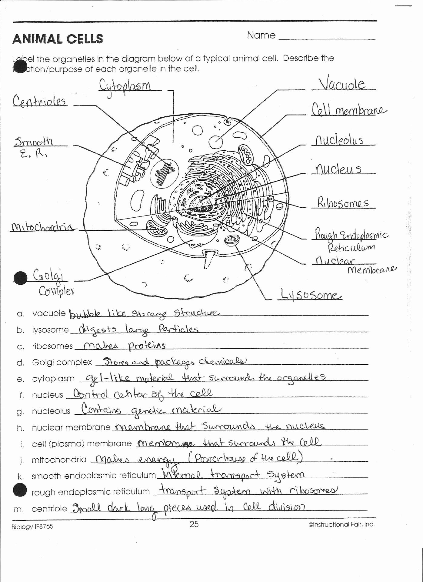 Animal Cell Labeling Worksheet Answers