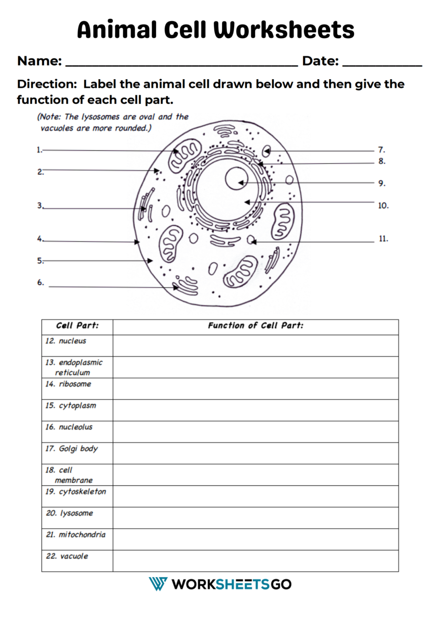 Animal Cell Worksheets WorksheetsGO