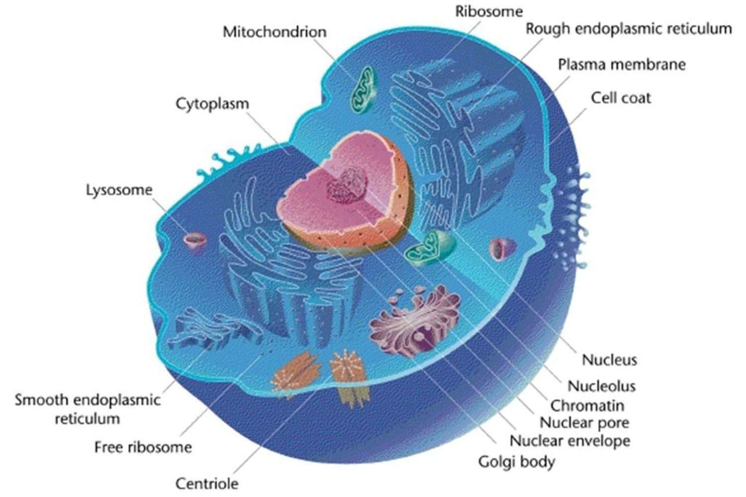 Animal Cells And The Membrane Bound Nucleus