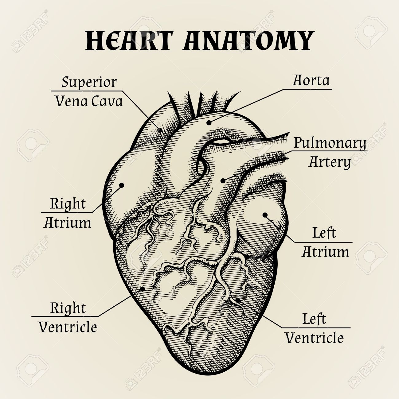 Heart Diagram Black And White