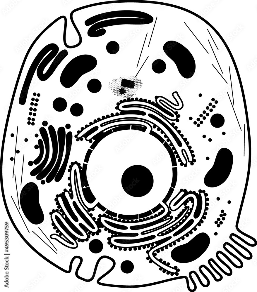 Animal Cell Black And White