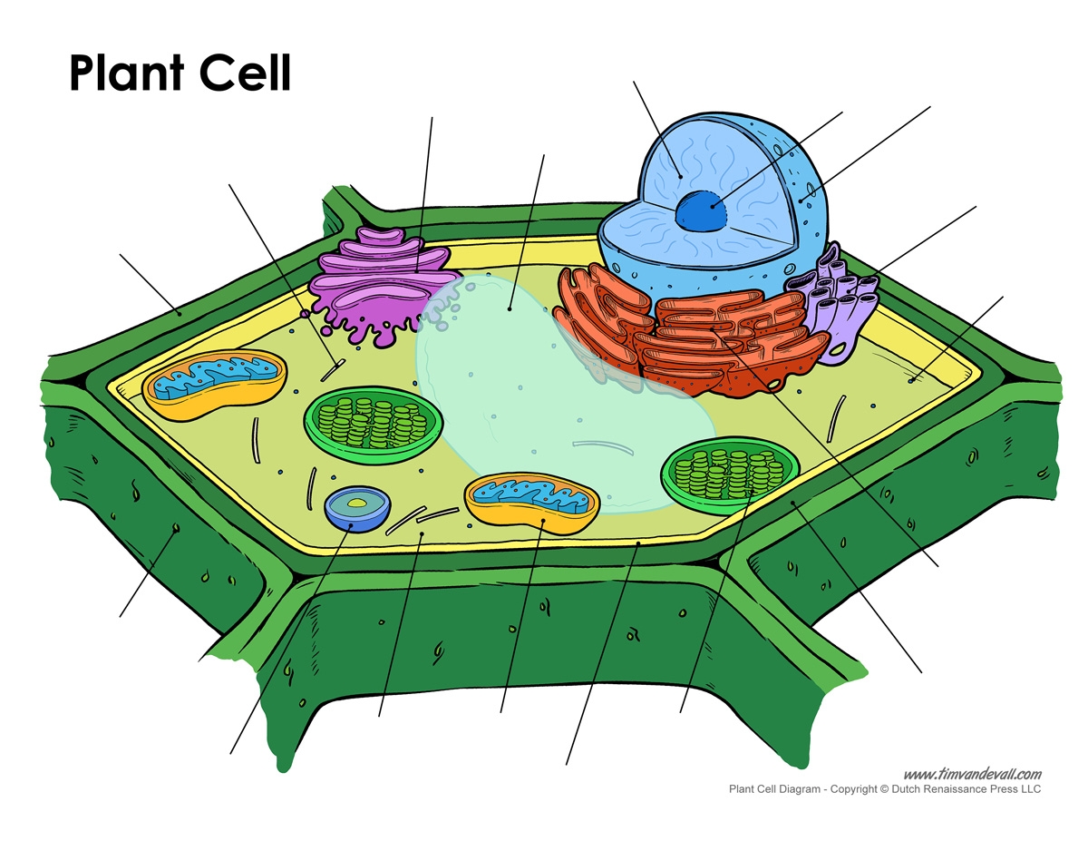 Blank Diagram Of A Plant And Animal Cell