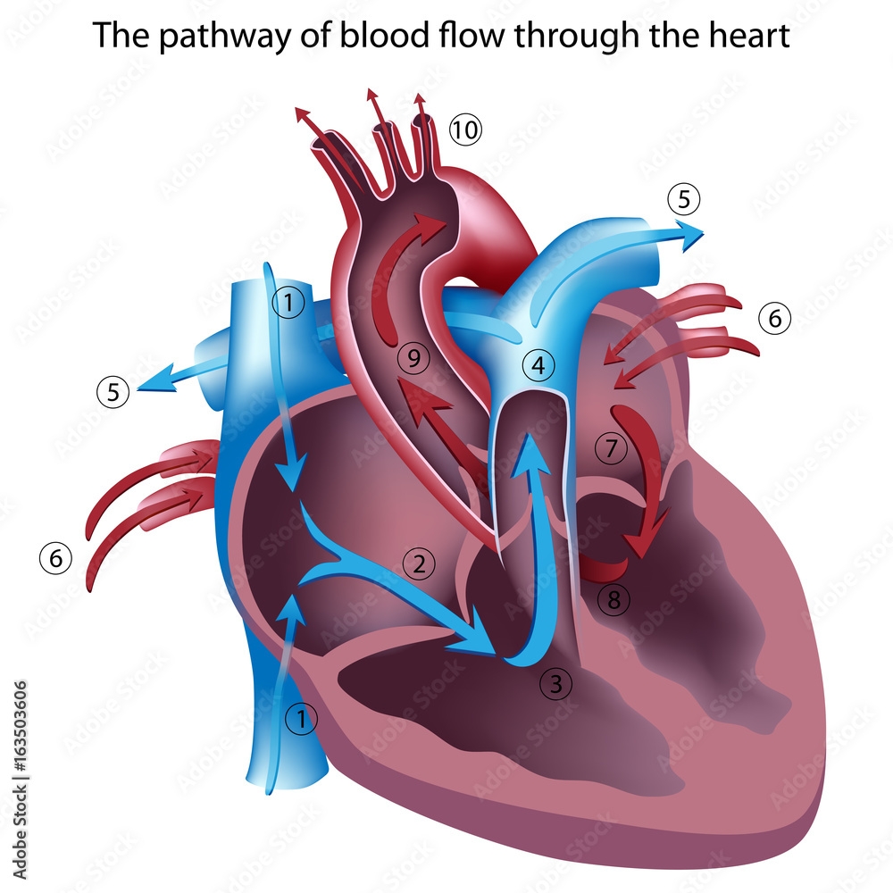 Blood Flow Through The Heart Unlabeled Stock Illustration Adobe Stock