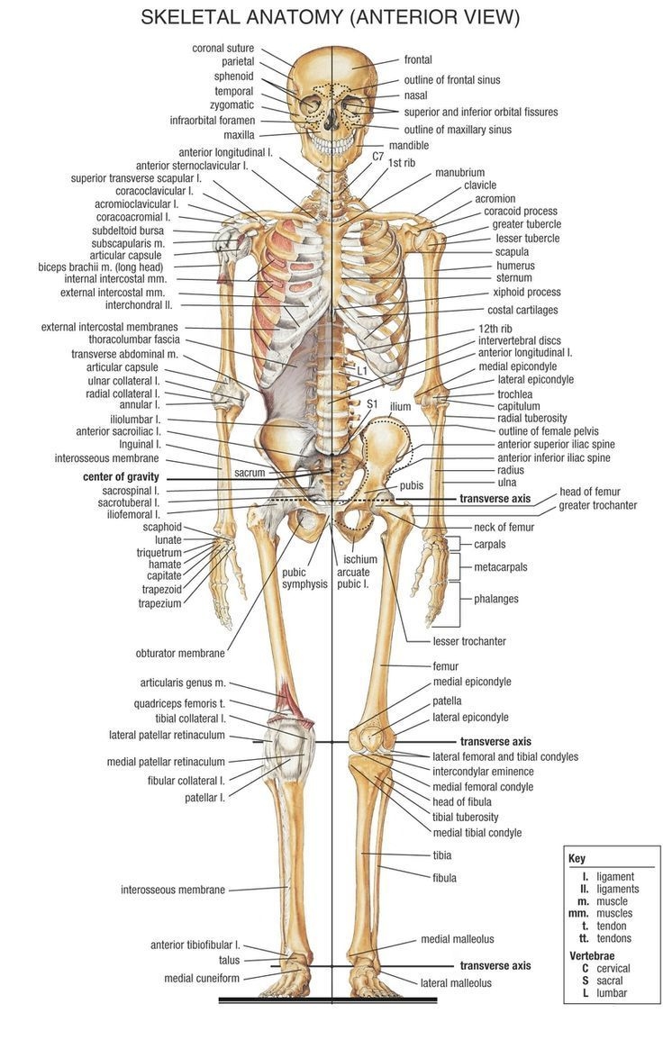 Bone Anatomy Google Search Human Skeleton Anatomy Human Anatomy And Physiology Human Bones Anatomy