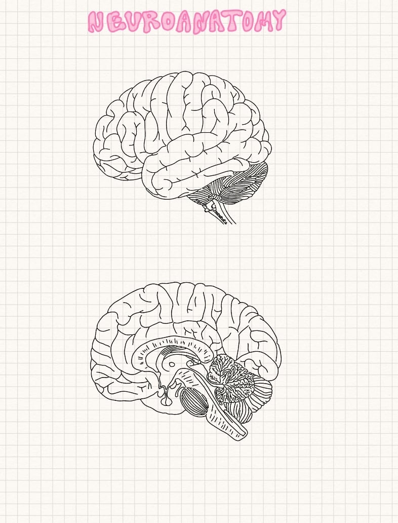 Blank Brain Diagram To Label