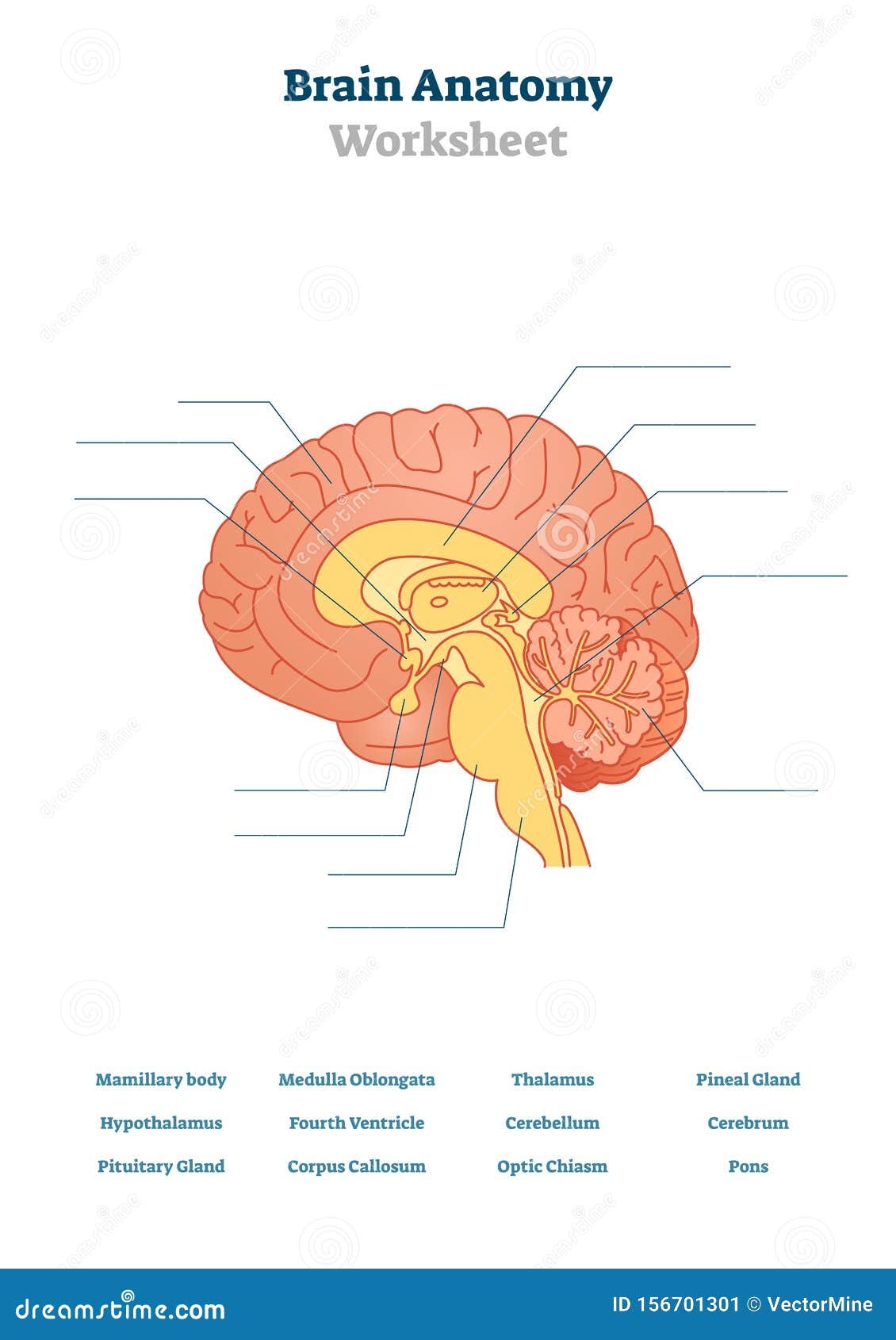 Diagram Of The Brain Blank
