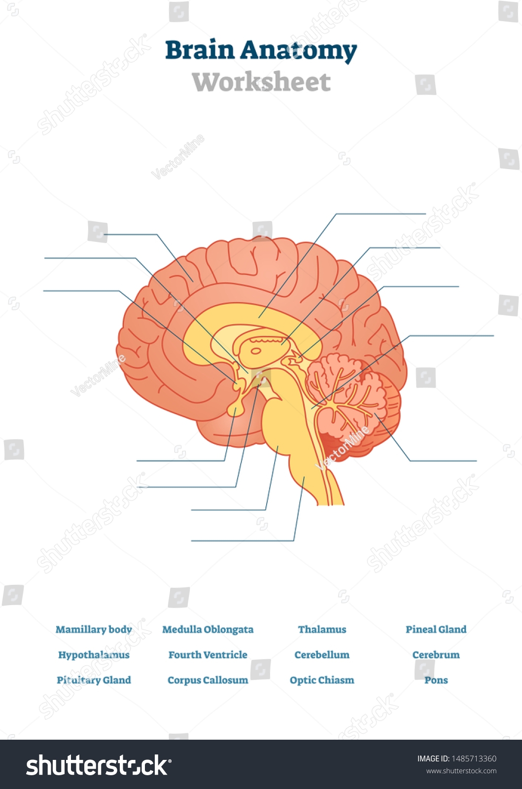 Brain Anatomy Vector Illustration Anatomical Blank Stock Vector Royalty Free 1485713360 Shutterstock