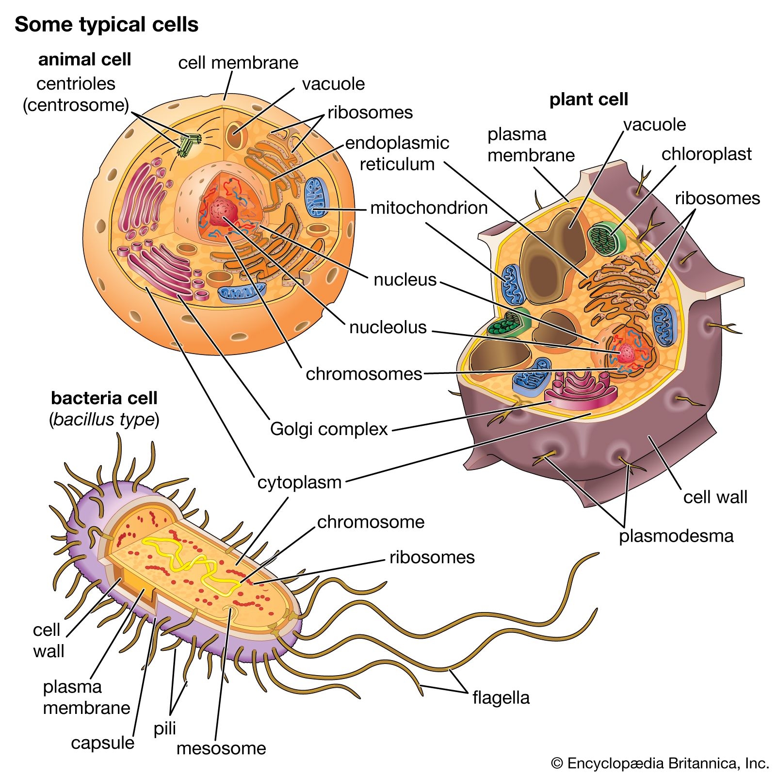 Cell Definition Types Functions Diagram Division Theory Facts Britannica