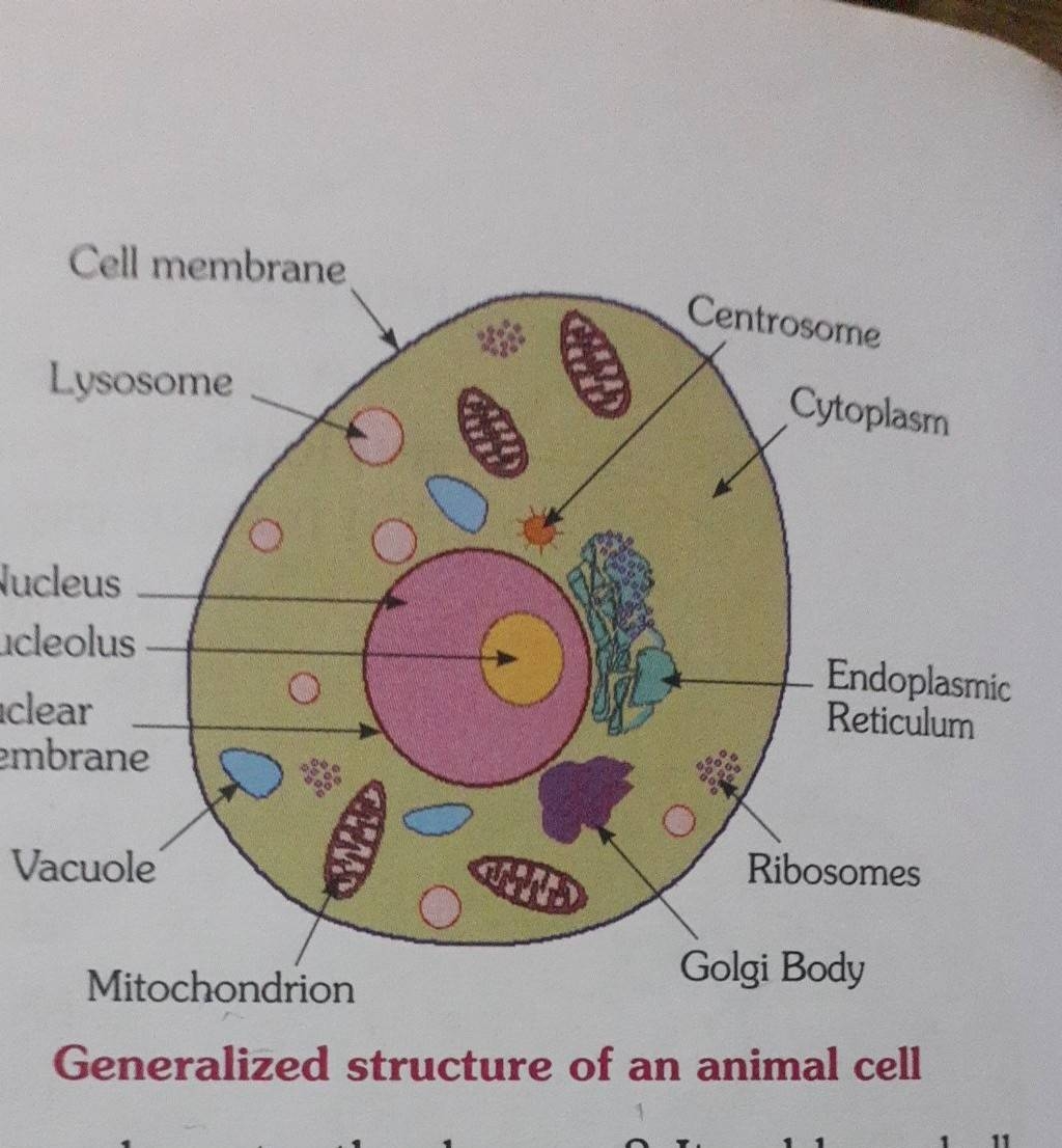 Diagram Of A Generalized Animal Cell