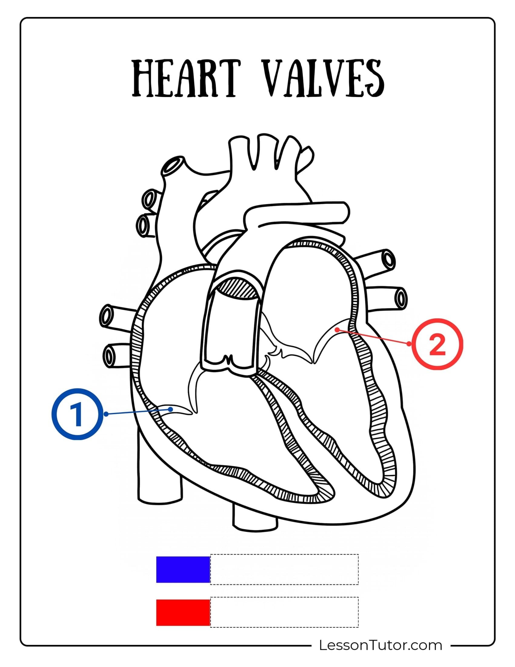 Blank Diagram Of Human Heart