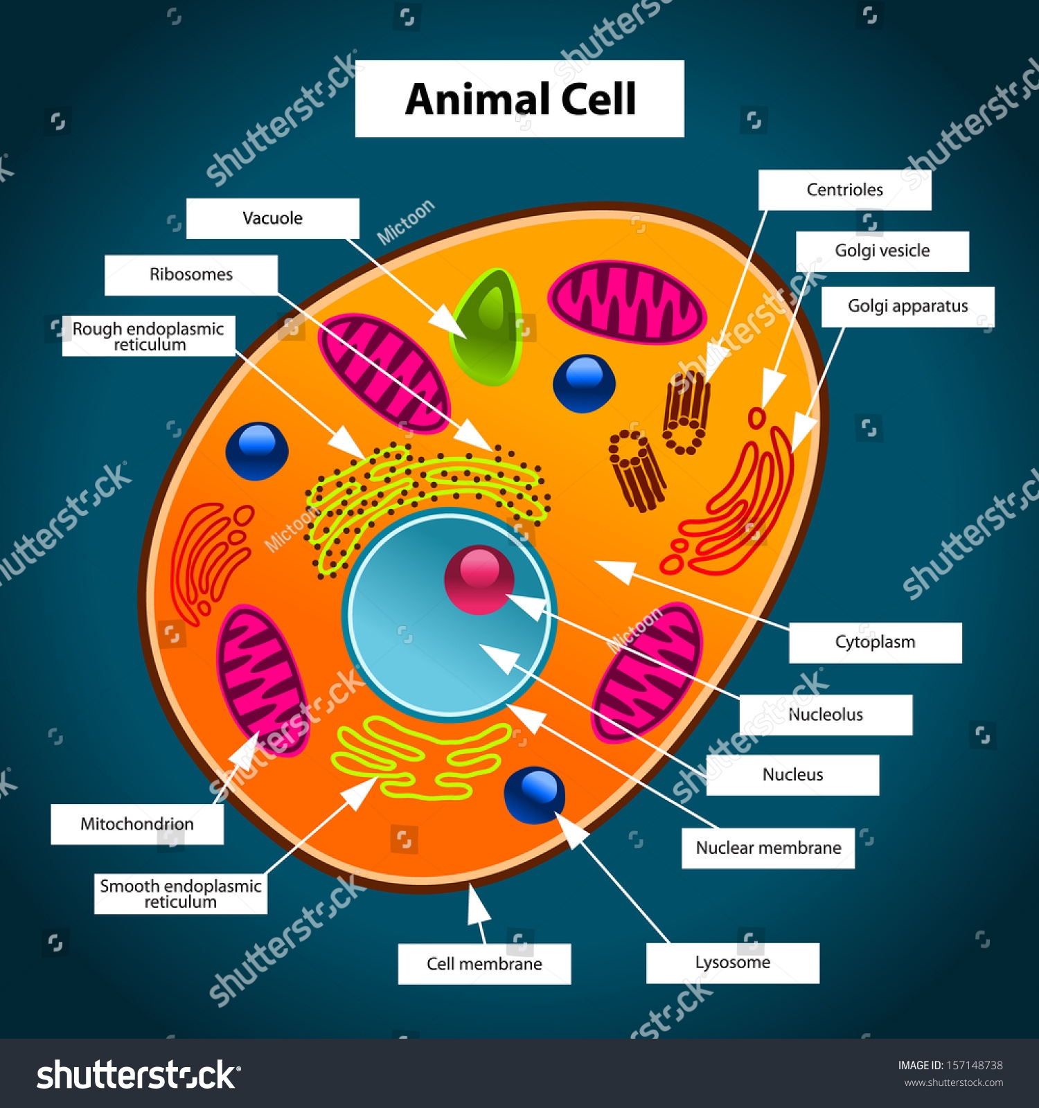 Animal Cell Labeled And Colored