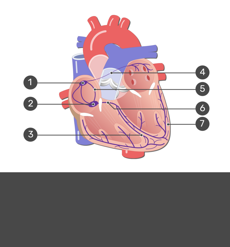 Conduction System Of The Heart Path And Diagram GetBodySmart
