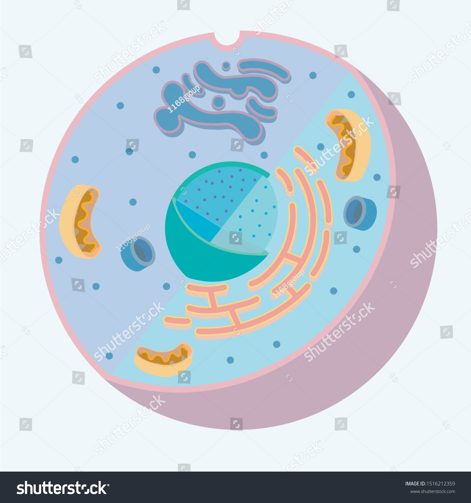 Diagram Animal Cell Organelle Without Labels Stock Vector Royalty Free 1516212359 Shutterstock