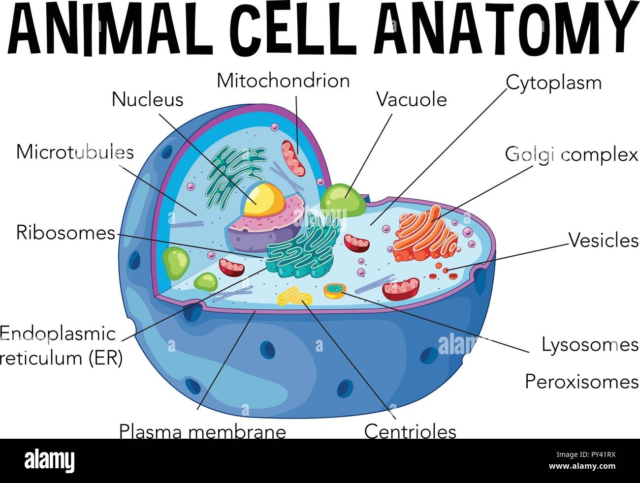 Diagram Of Animal Cell Anatomy Illustration Stock Vector Image Art Alamy
