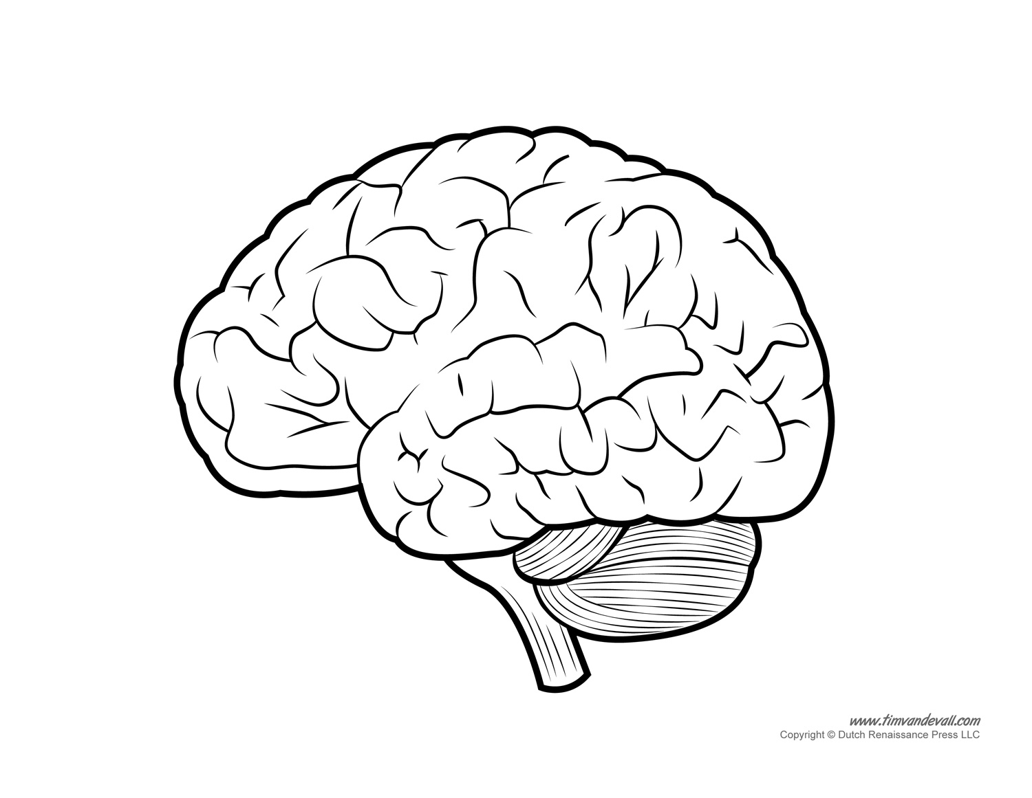 Diagram Of Human Brain Tim s Printables