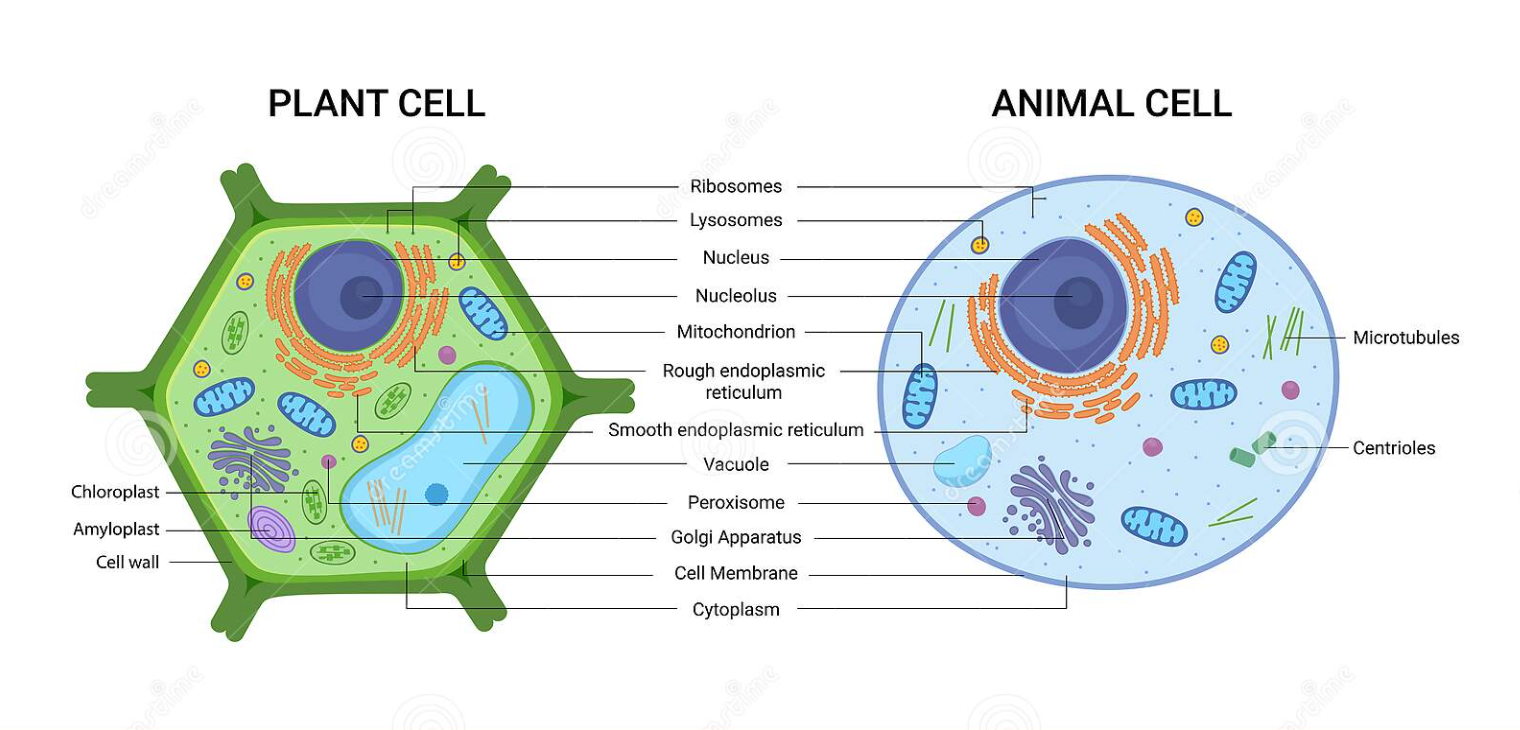 Diagrams Of Plant And Animal Cells 7th Grade Science Ms Jeni Jamiolkowski Whitworth Buchanan Middle School