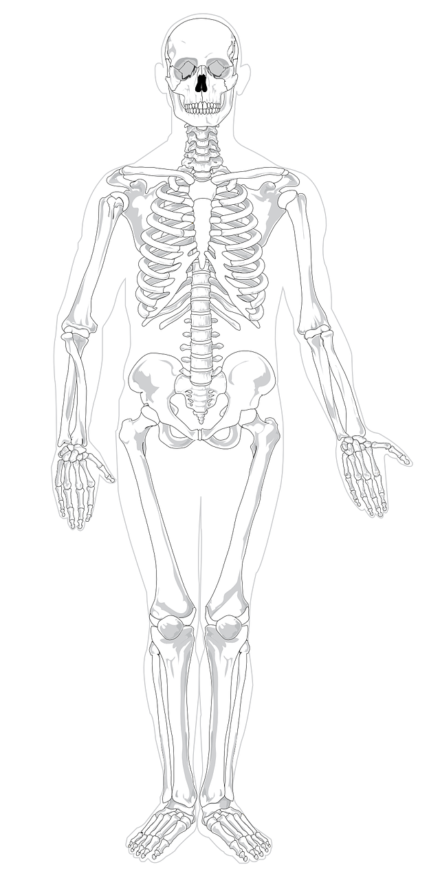 Unlabeled Diagram Of The Skeletal System