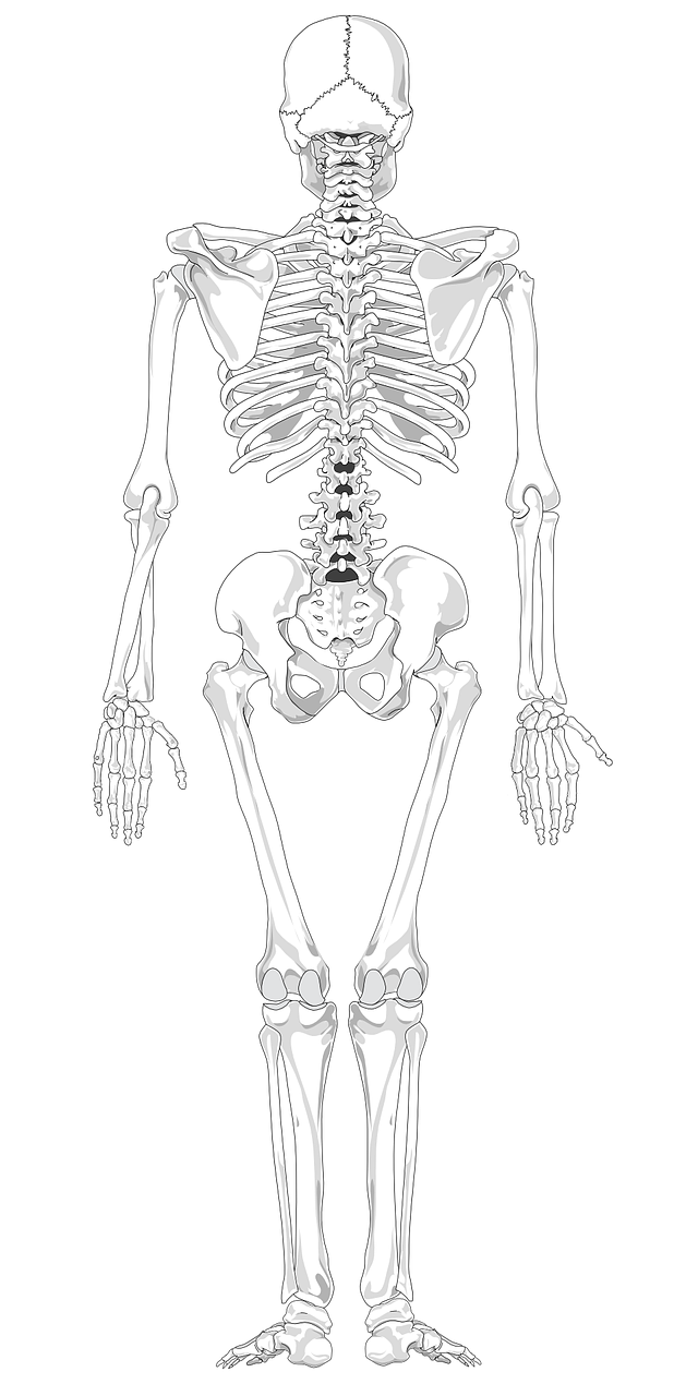 Blank Diagram Of The Skeleton