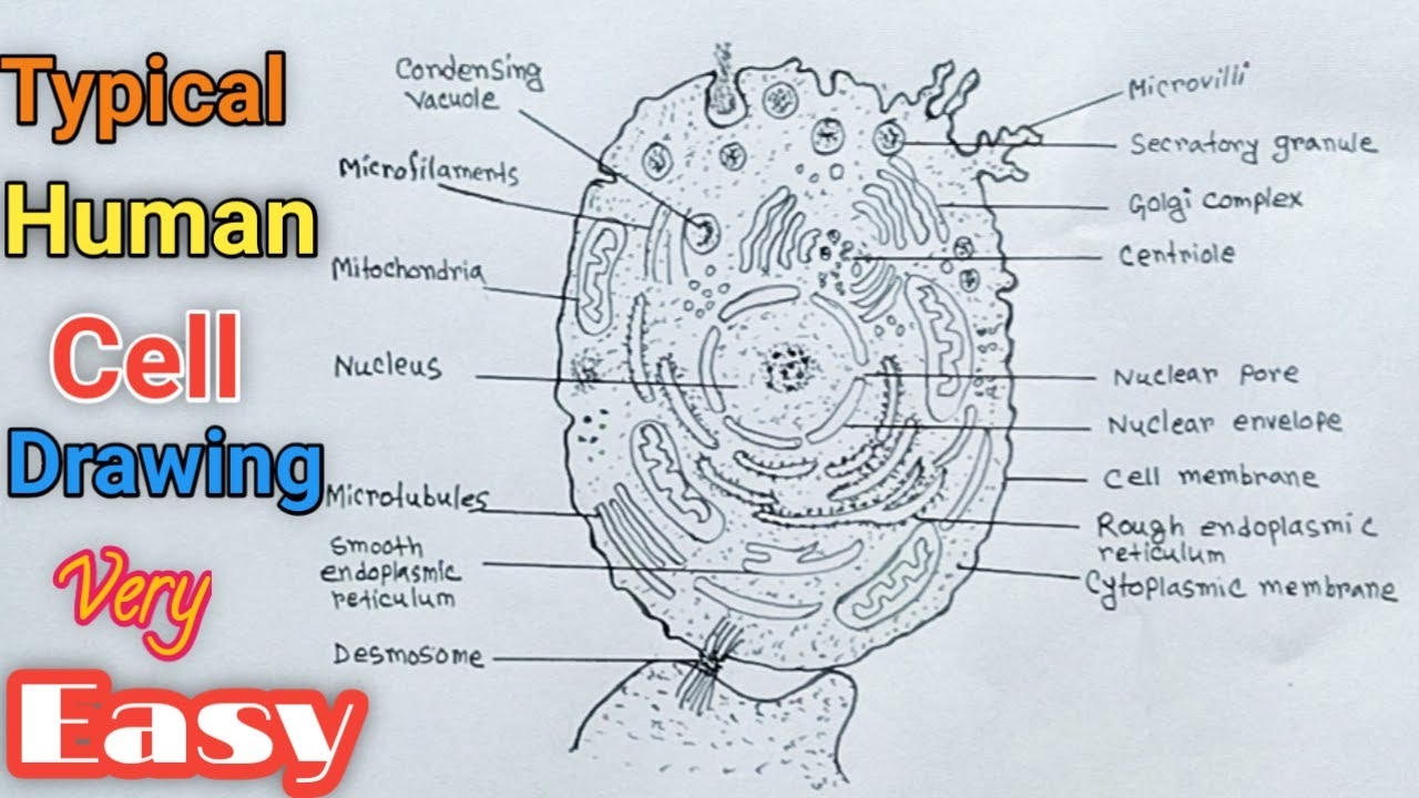 Cell Labeling Simple And Complex