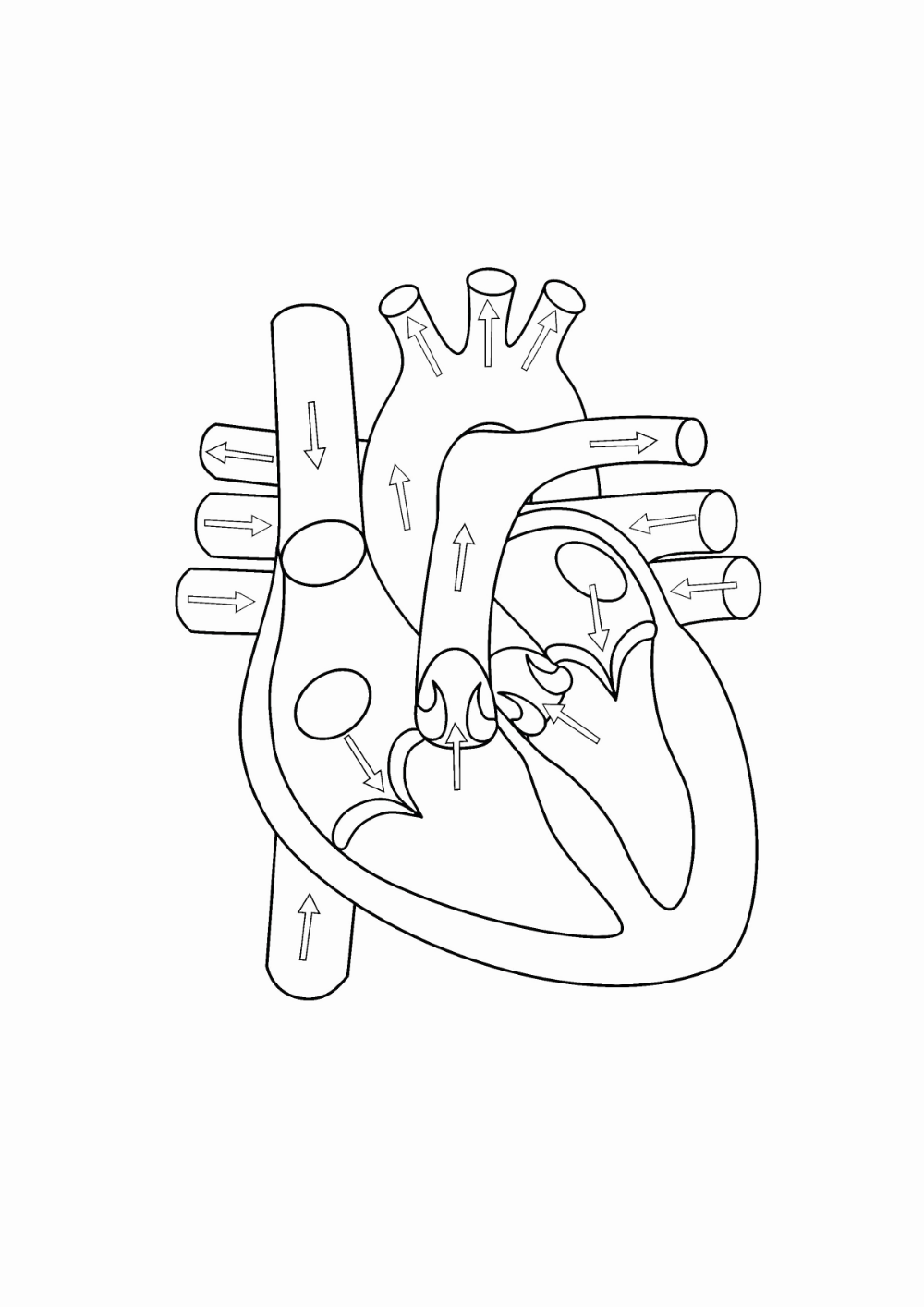 Diagram Of The Heart Unlabeled