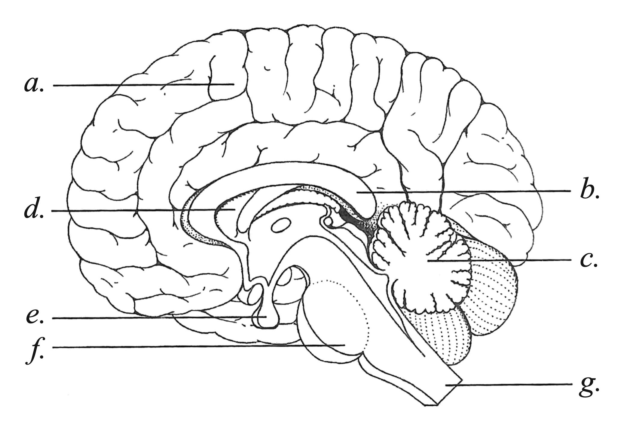 File Brain Anatomy png Wikimedia Commons