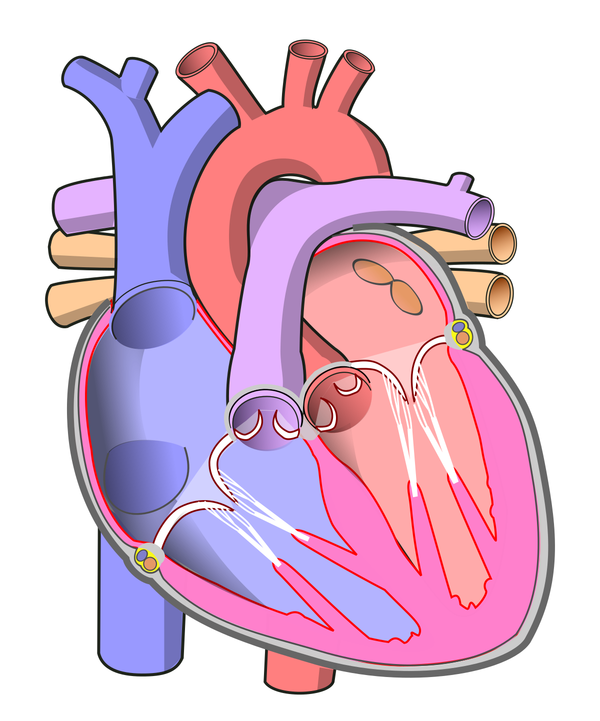 File Diagram Of The Human Heart no Labels svg Wikimedia Commons